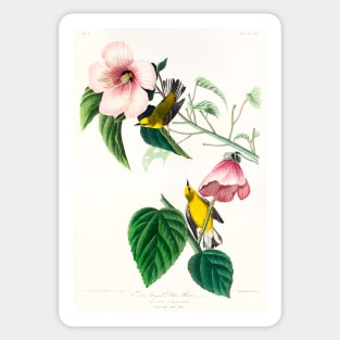 Blue-winged Yellow Warbler from Birds of America (1827) Sticker